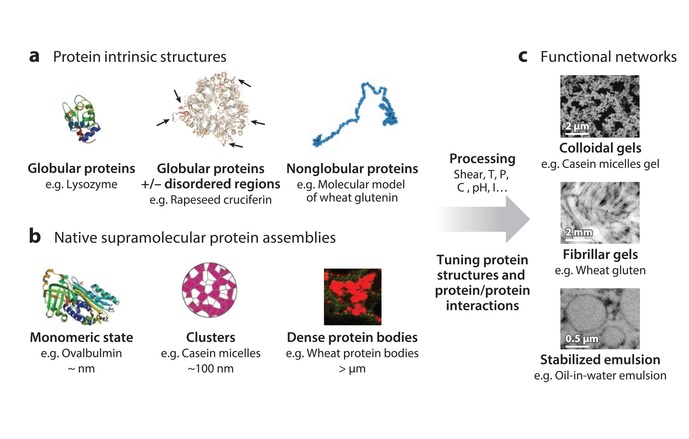How soft matter concepts can help control protein structure