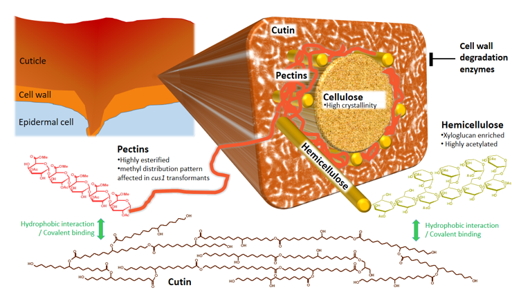 Illustration COPLAnAR