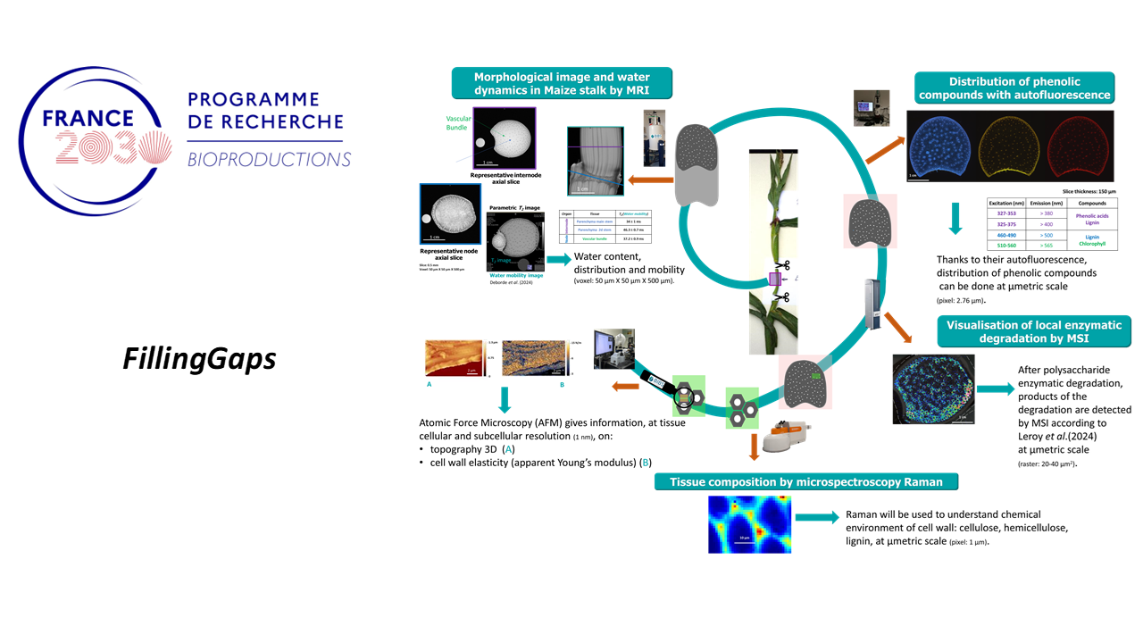 Image site BIA FillingGaps.png