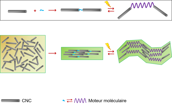 Machine Moléculaire CNC - Etoiles montantes PDL Machine Moléculaire CNC - Etoiles montantes PDL