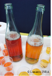 Jus de fruits à cidre