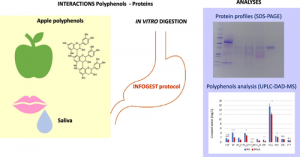 PRP2024-interaction polyphenols-protéines